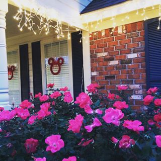  I don't know much about flowers, but I do know its too hot to be blooming on Christmas! (But I don't mind ) Hope everyone has had a very Merry Christmas! 