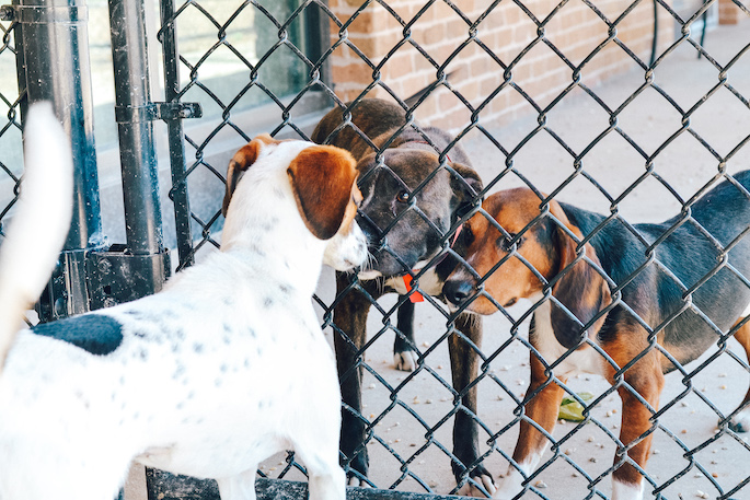 11 Things You Didn't Know About Companion Animal Alliance - Southern Flair