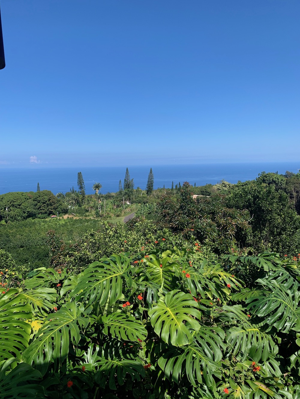 Heavenly Kona Coffee Farm
